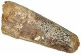 Fossil Spinosaurus Tooth - Feeding Worn Tip #310166-1